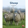 KNYGA Bookshop SHEEP