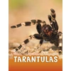 KNYGA Bookshop Tarantulas