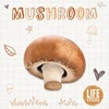 KNYGA Brenda Mchale Mushroom