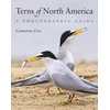 KNYGA Cameron Cox Terns of North America