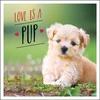 KNYGA Charlie Ellis Love is a Pup