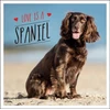 KNYGA Charlie Ellis Love is a Spaniel