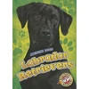 KNYGA Chris Bowman Labrador Retrievers
