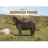 KNYGA Dartmoor Pony Society Spirit of Dartmoor Ponies