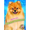 KNYGA Domini Brown Pomeranians