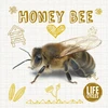 KNYGA Grace Jones Honey Bee