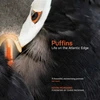 KNYGA Kevin Morgans Puffins