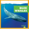 KNYGA Leahy Mėlyna Whales