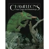 KNYGA Linda J Davison Chameleons