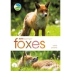 KNYGA Mike Unwin RSPB Spotlight: Foxes