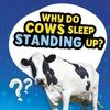 KNYGA Nancy Dickmann Why Do Cows Sleep Standing Up?