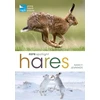 KNYGA Nancy Jennings RSPB Spotlight Hares