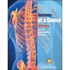 KNYGA Omar Faiz Anatomy at a Glance