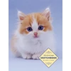 KNYGA Peony Press Staff Sketchbook: Kitten