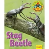 KNYGA Ruth Owen Wildlife Watchers: Stag Beetle