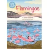 KNYGA Sarah Snashall Reading Champion: Flamingos