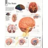 KNYGA Scientific Publishing Brain Paper Poster