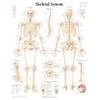 KNYGA Scientific Publishing Skeletal System Laminated Poster