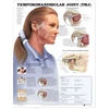 KNYGA Temporomandibular Joint (TMJ) Anatomical Chart