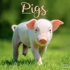 KNYGA Bookshop Pigs Calendar 2026 Square Farm Animal Wall Calendar - 16 Month