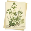 KNYGA Bookshop RBGE: Charlotte Cowan Pearson: Stitchworts, Woodruff and Pepperwort Greeting Card Pack