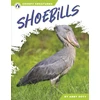 KNYGA Bookshop Shoebills