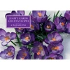 KNYGA Bookshop Tin Box of 20 Gift Cards and Envelopes: Crocus