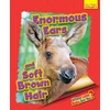 KNYGA Bookshop Whose Little Baby Are You? Enormous Ears and Soft Brown Hair