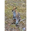 KNYGA Bookshop Why Do Kangaroos Have A Pouch?