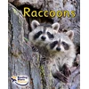 KNYGA Jill Atkins Raccoons