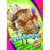 KNYGA Kari Schuetz Turkeys