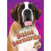 KNYGA Nathan Sommer Saint Bernards