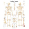 KNYGA Scientific Publishing Skeletal System Paper Poster