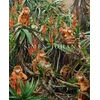 KNYGA Simen Yohan Simen Johan