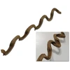 ebi Becher liana apie 75 cm