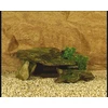 ebi Bonsai akmuo 28x16x10,5 cm