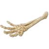 ebi SKELET ARM 27x9x4 cm