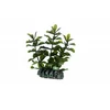 HOBBY Aquaristik Bacopa 7 cm plastikinė
