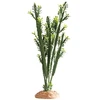 Hobby Aquaristik Euphorbia L 25x10x49 cm HOBBY