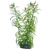 HOBBY Aquaristik Heteranthera 25 cm HOBBY