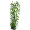HOBBY Aquaristik Heteranthera 34 cm HOBBY