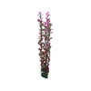 Hobby Aquaristik Ludwigija 60 cm plastikinė