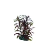 HOBBY Aquaristik Nesaea 13 cm plastikinė