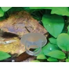 Hobby Aquaristik Siurblys su anga 12 mm