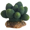 HOBBY kaktusas „Atacama“, 7 cm, terariumui