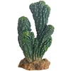 HOBBY kaktusas „Victoria“, 19 cm, terariumui