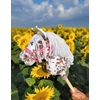 Super Hobby Horse Hobby Horse lazdelinis arkliukas rudas leopardas su balta karčiais A4