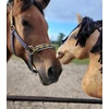 Super Hobby Horse Medinis žirgas ant lazdos šviesiai rudas Premium