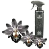 Spring Aliejinis patalpų kvapas Juodas orchid, 500ml