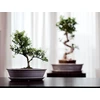 POLNIX Keraminis vazonas BONSAI, ovalus, kreminis, 25x18 x 6(A) cm